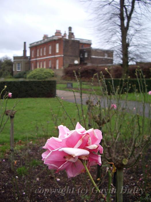 A lone winter rose, Greenwich Park IMGP6182.JPG